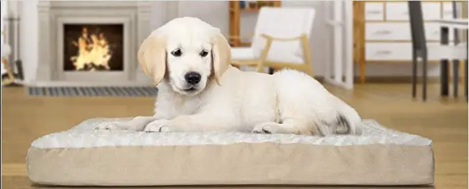 Mattress Dog Beds