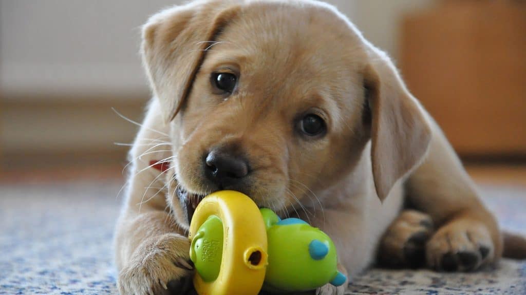 how to play with labrador puppy