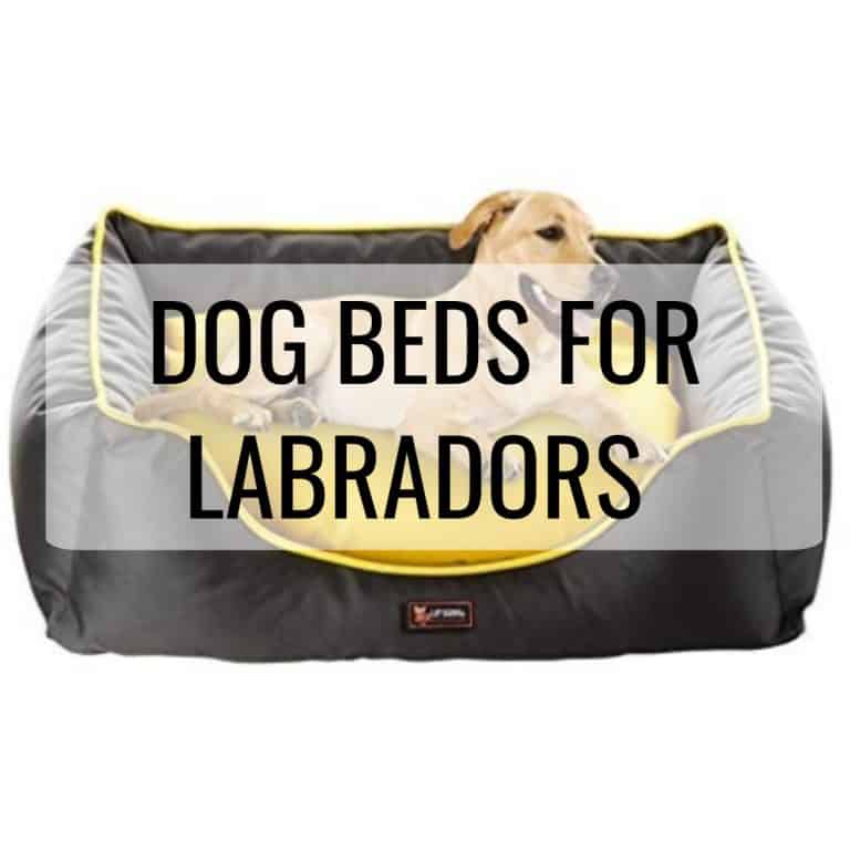 DOG BEDS FOR LABRADORS