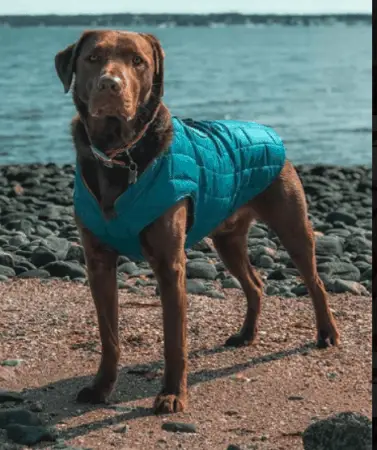 Kurgo Dog Jacket