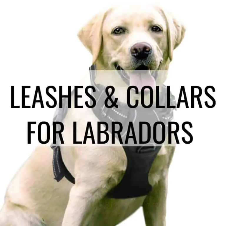 LEASHES & COLLARS FOR LABRADORS
