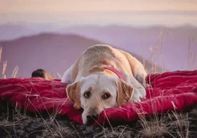 Outdoor Portable Dog Bed