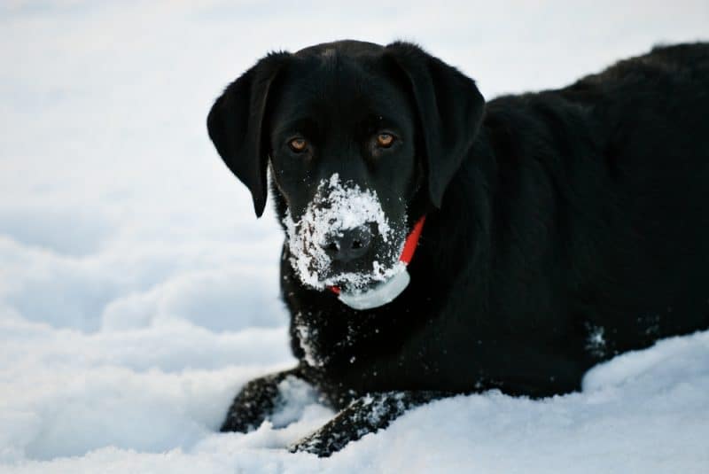 Do Labradors get cold in the winter