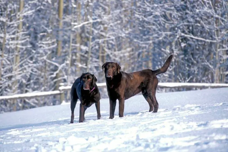 Do labradors retrievers get cold in the winter