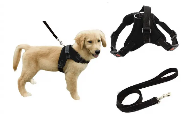 Heavy Duty Adjustable Safety Harness with Leash