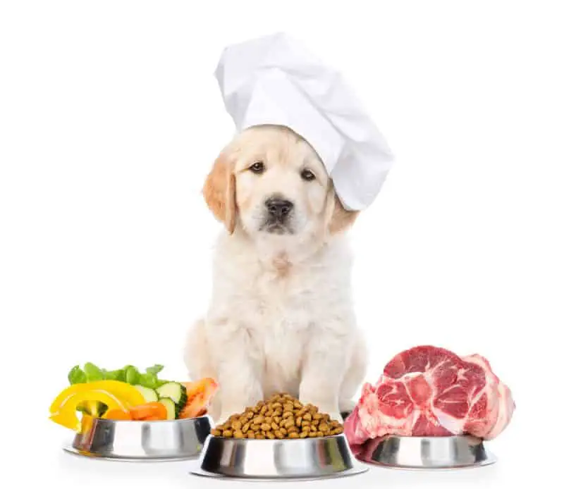 Labrador Puppy Raw Food Diet
