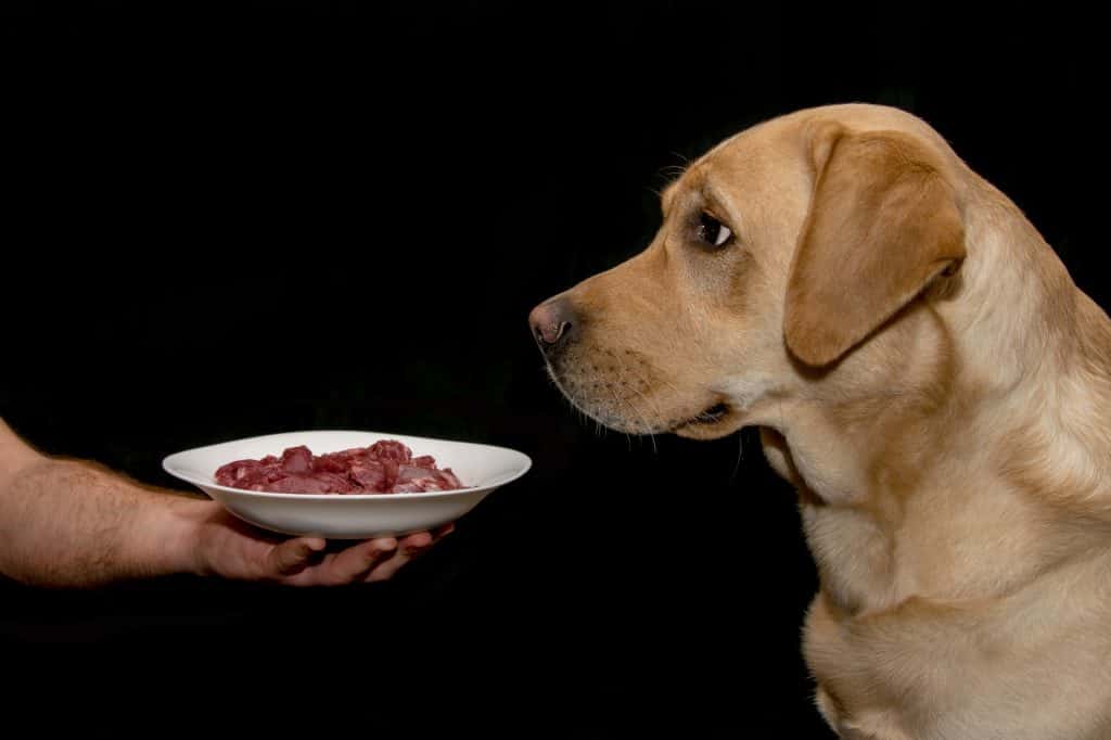 Labrador Retriever Raw Food