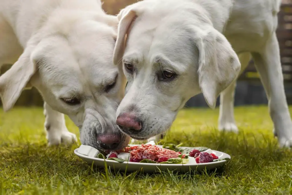 Labrador Retrievers Raw Food