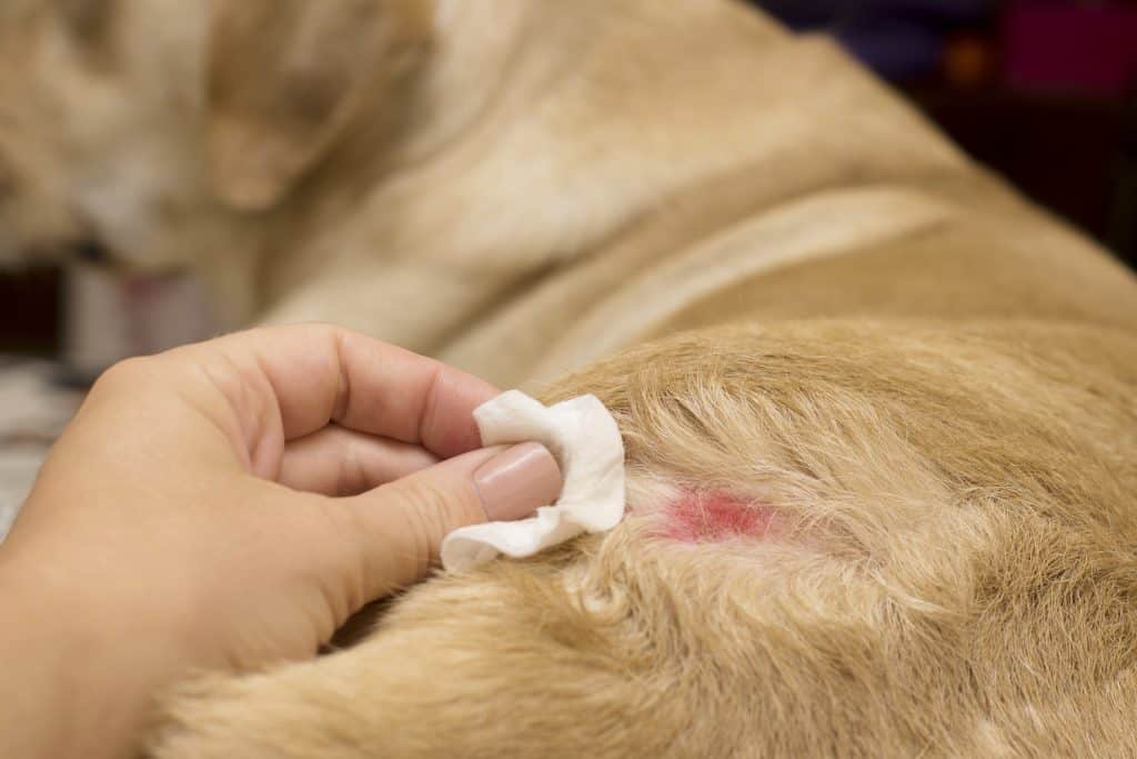 Skin diseases in yellow labradors. Atopic dermatitis