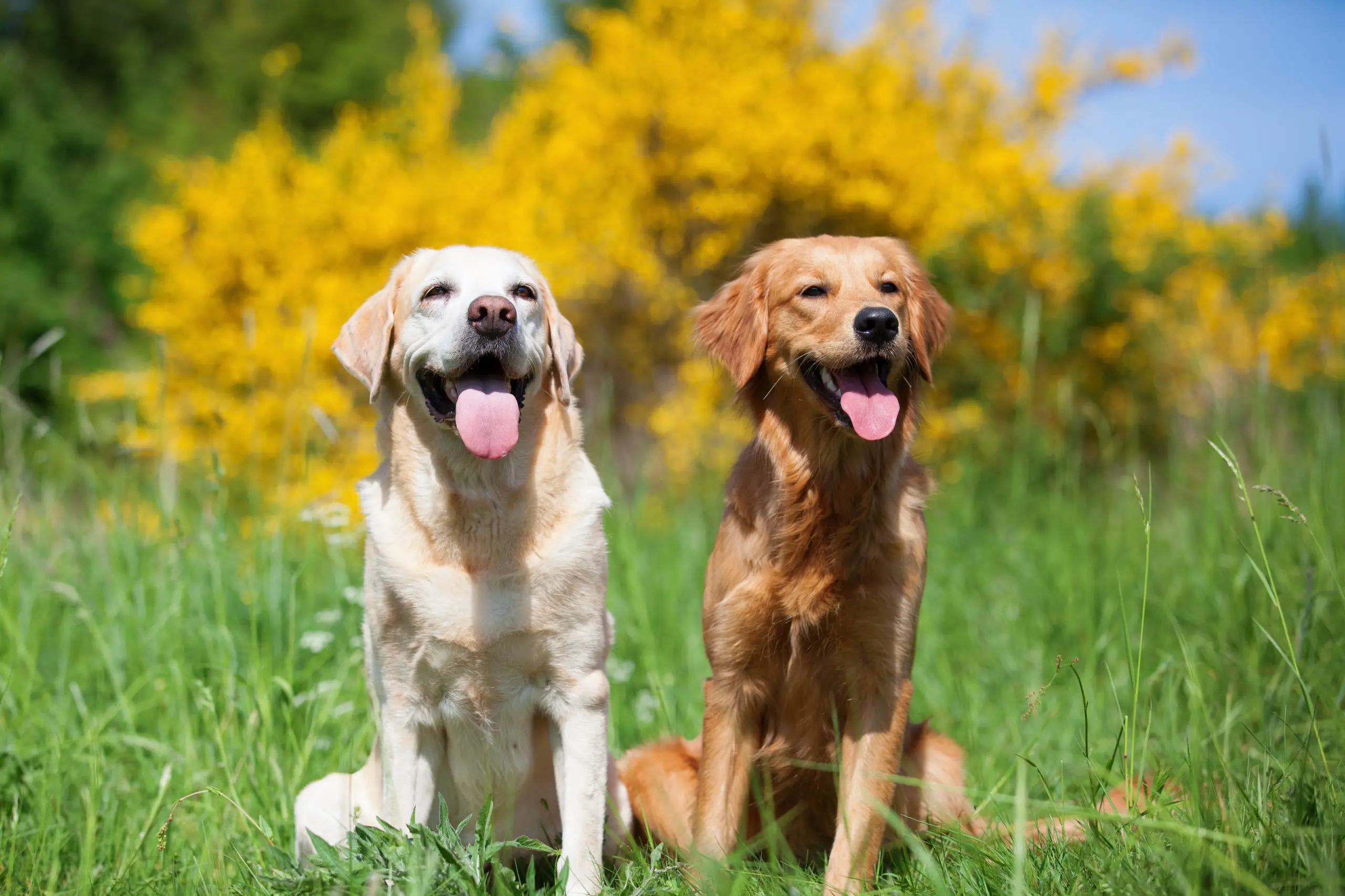 Labrador Vs Golden Retriever Which One Is For You Labrador Central