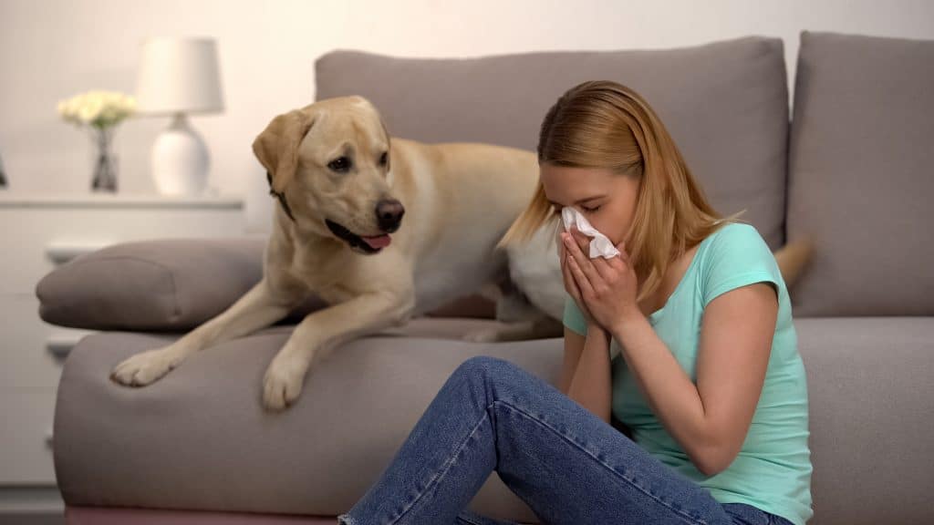 Labrador dog allergy