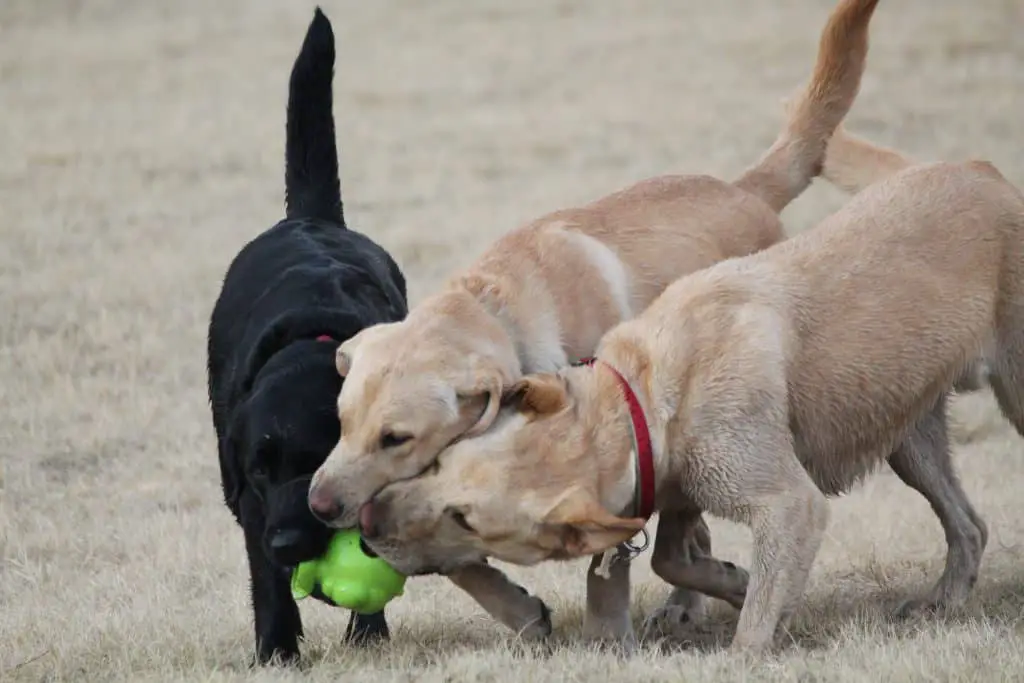Labradors Playing