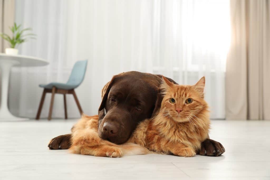 will a labrador get along with cats