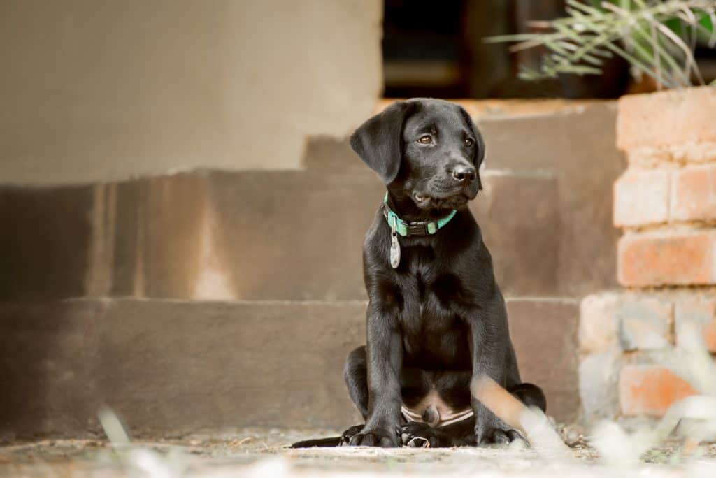 Black Labrador Puppy