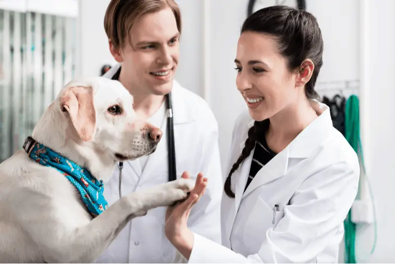 Labrador Pet Insurance