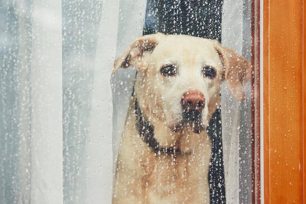 Lonely Labrador