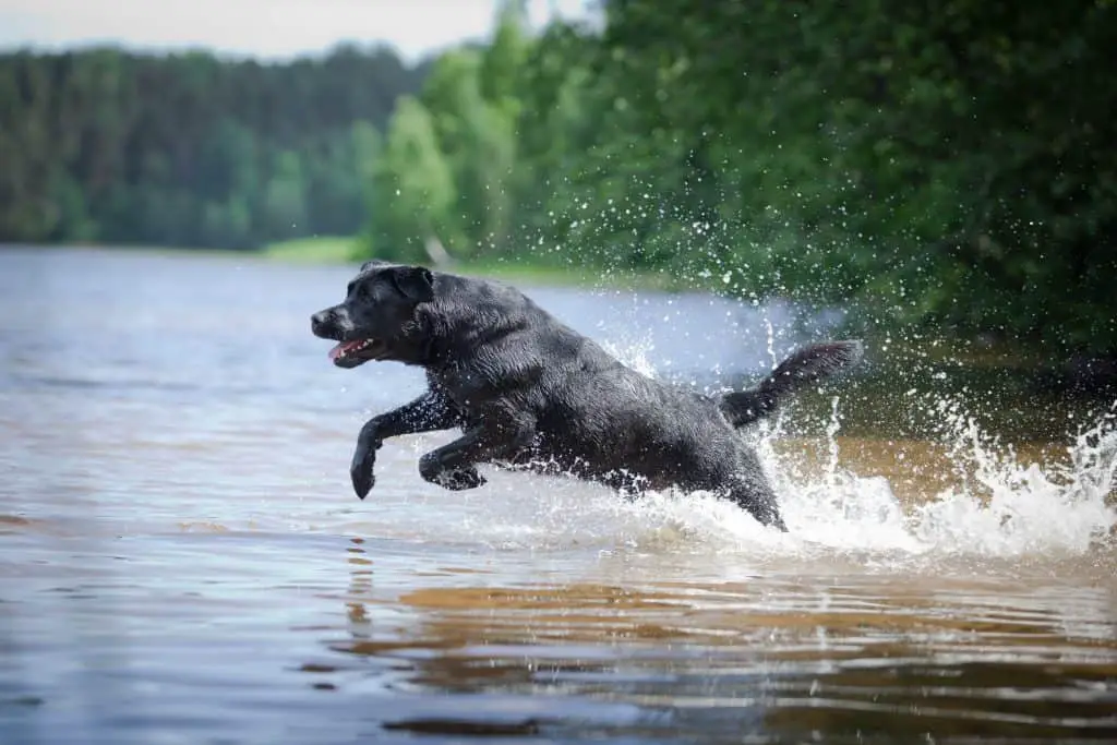 Labrador in water