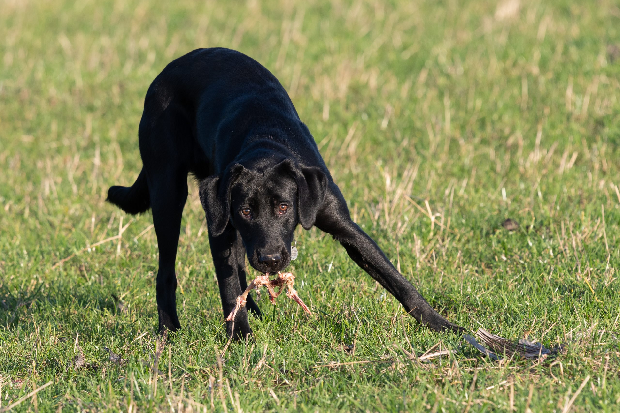 why do labradors eat grass