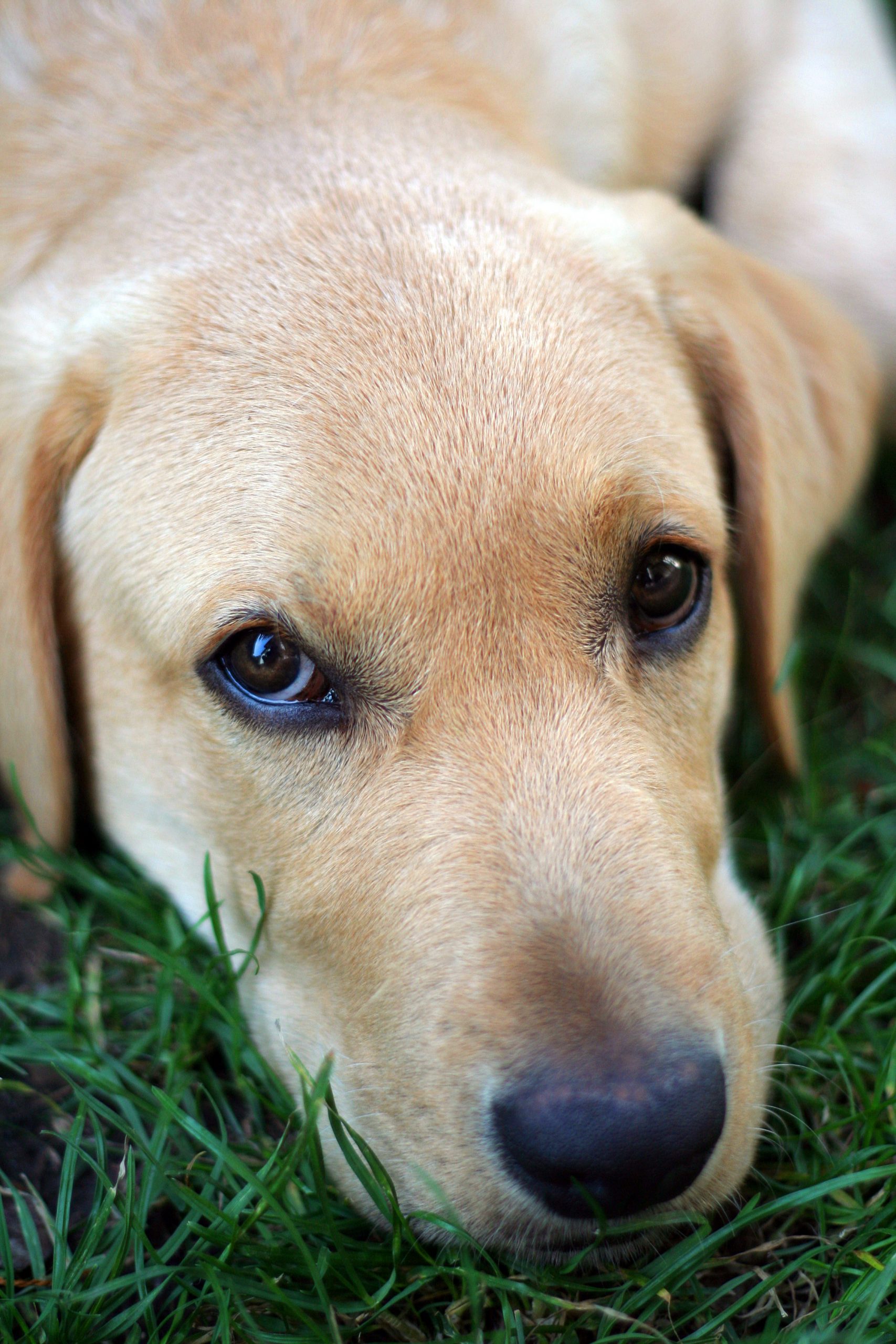 why do labradors eat grass