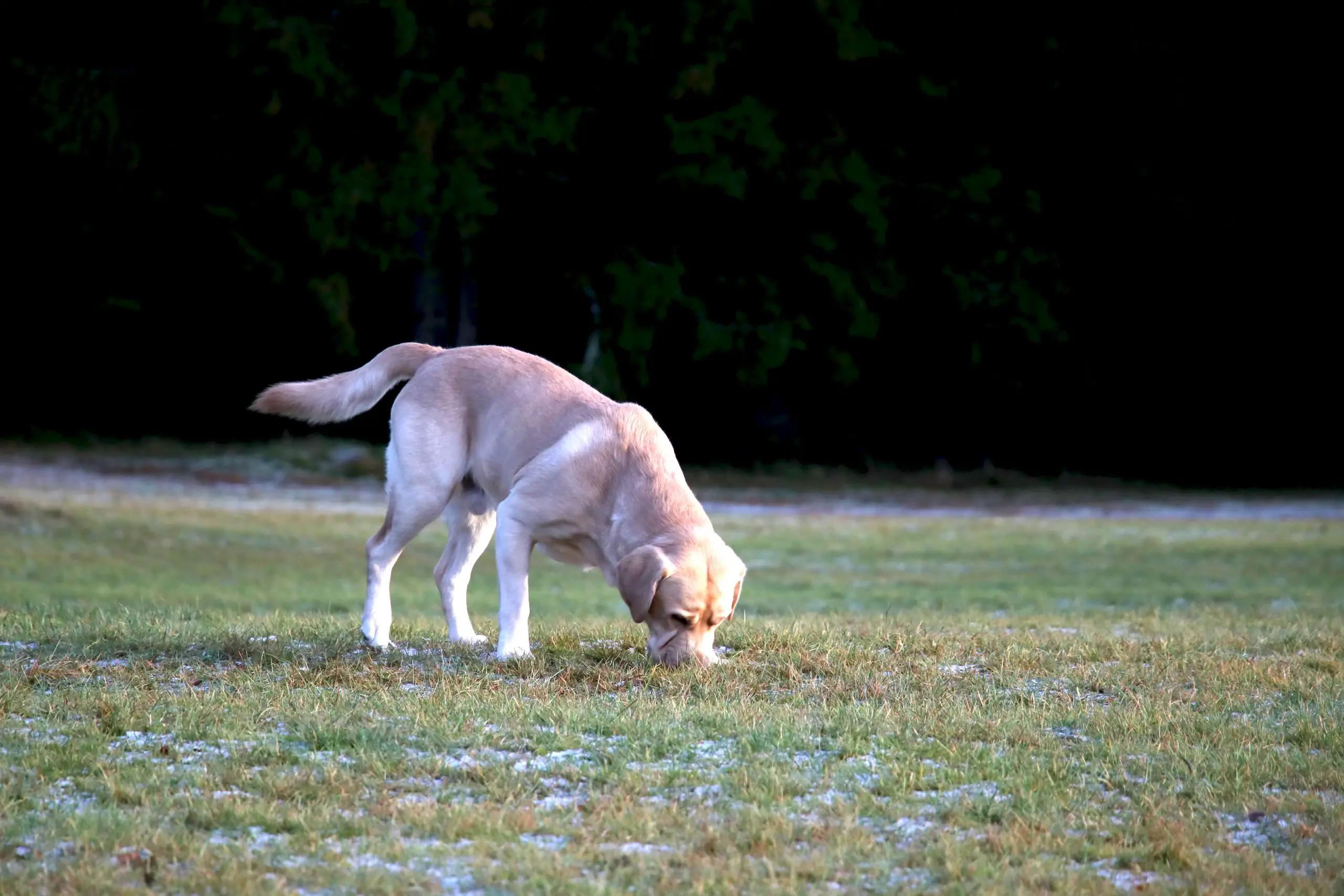 Собака подбирает с земли. Собака какает. Собака какает на фоне солнца. Собака подбирает еду на улице.