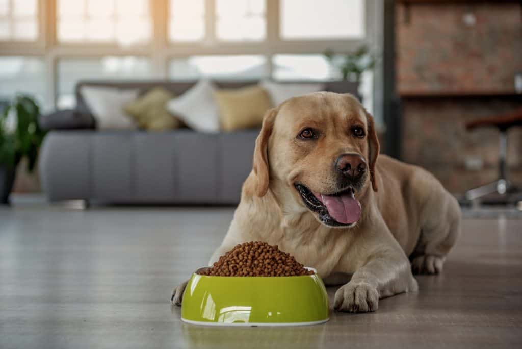 why labradors eat so much 3