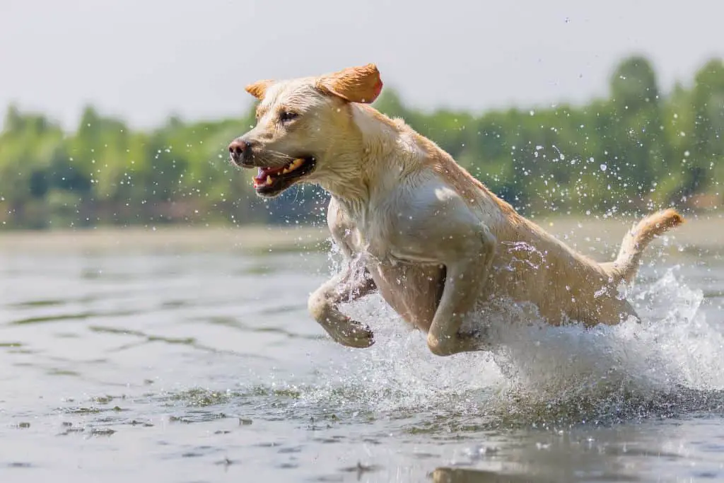 This image has an empty alt attribute; its file name is why-labradors-love-water-1024x683.jpg