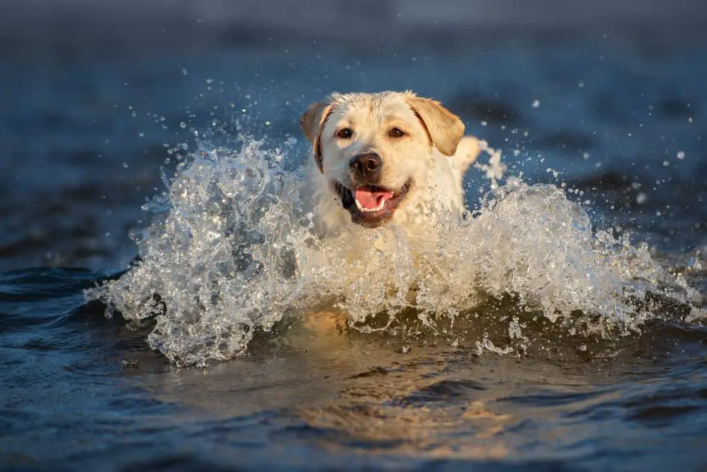 This image has an empty alt attribute; its file name is why-labradors-love-water-3-1024x684.jpg