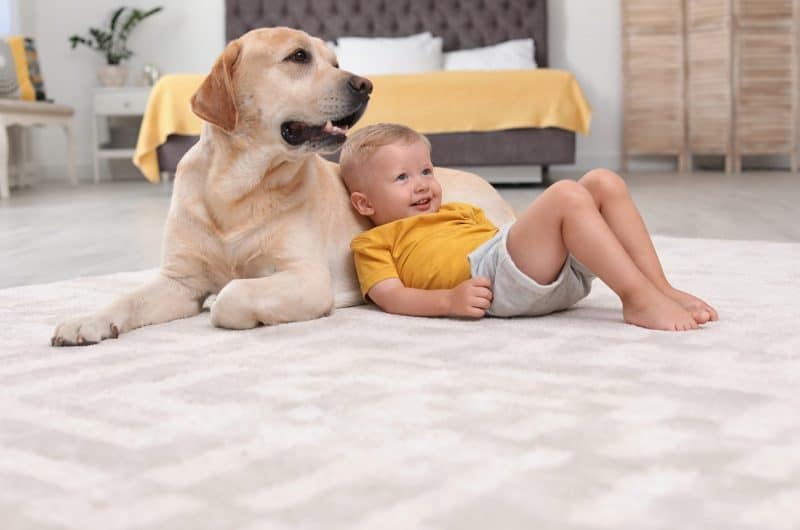 are labrador dogs ever dangerous with children