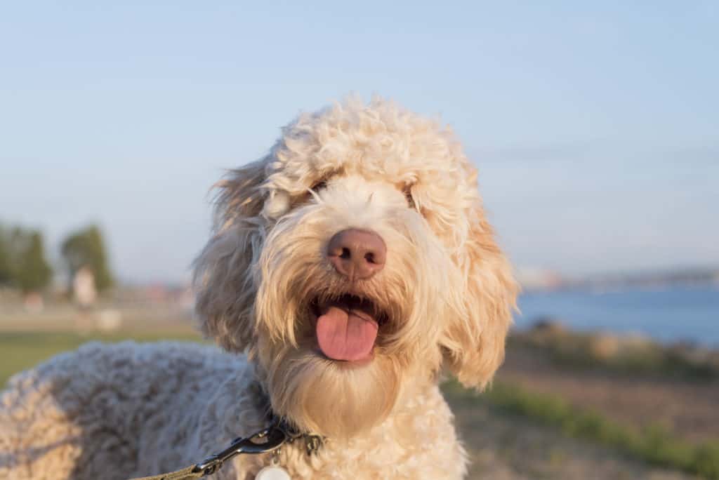 what are the different types of doodle dogs