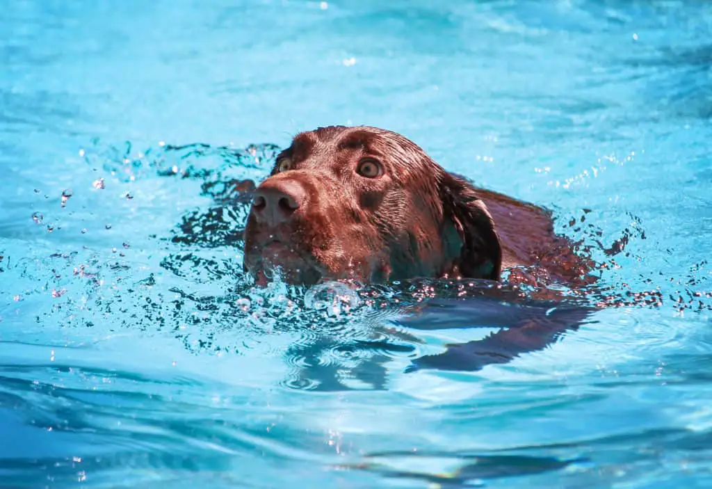 Chocolate Labrador Retriever Star Dives Underwater In Swimming Pool For ...