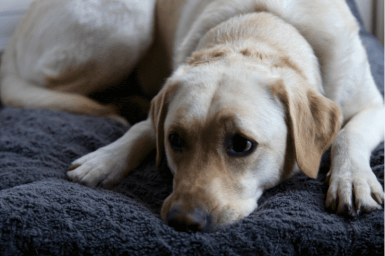 Best dog beds for Labrador Retrievers - Labrador Central